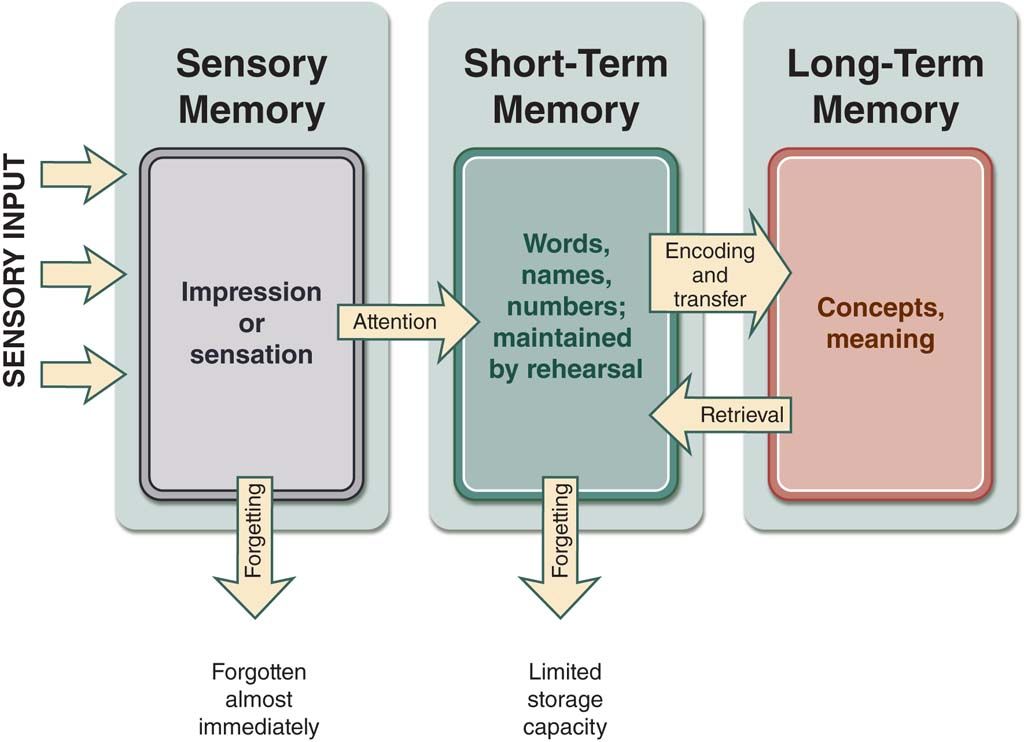 short term memory