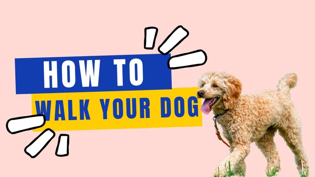 how to walk the dog. A picture of a dog