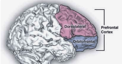 What is the Sensory Cortex? - Goally